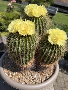 Notocactus warasi